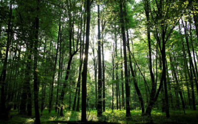 Tourism & Sustainable Development Goals